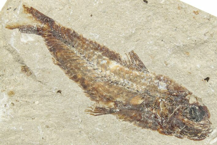 Cretaceous Fossil Fish (Ctenodentelops) - Lebanon #248375